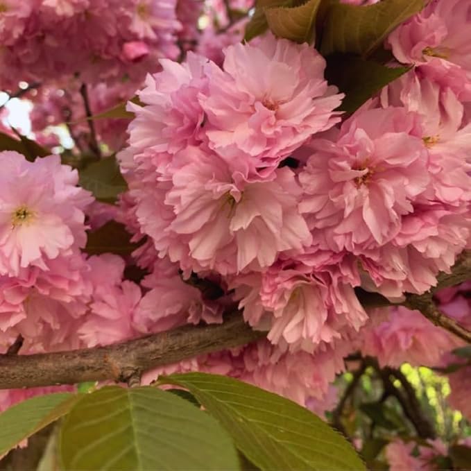 Cherry Blossom Tree, Double Pink Cherry Tree Live Plant, 6-12 Inch Tall in 2.5 Inch Pot, Dormant in Winter