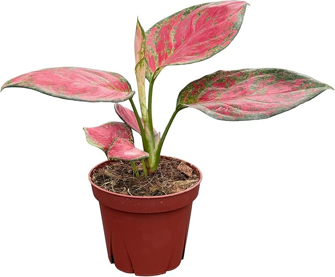 CoollectivePlants Aglaonema Richard – Live Plant in 4″ Grower’s Pot, Chinese Evergreen with Green & Cream Variegated Leaves, Easy Low Light Indoor Plant, Includes UniHeat Pack for Winter Protection