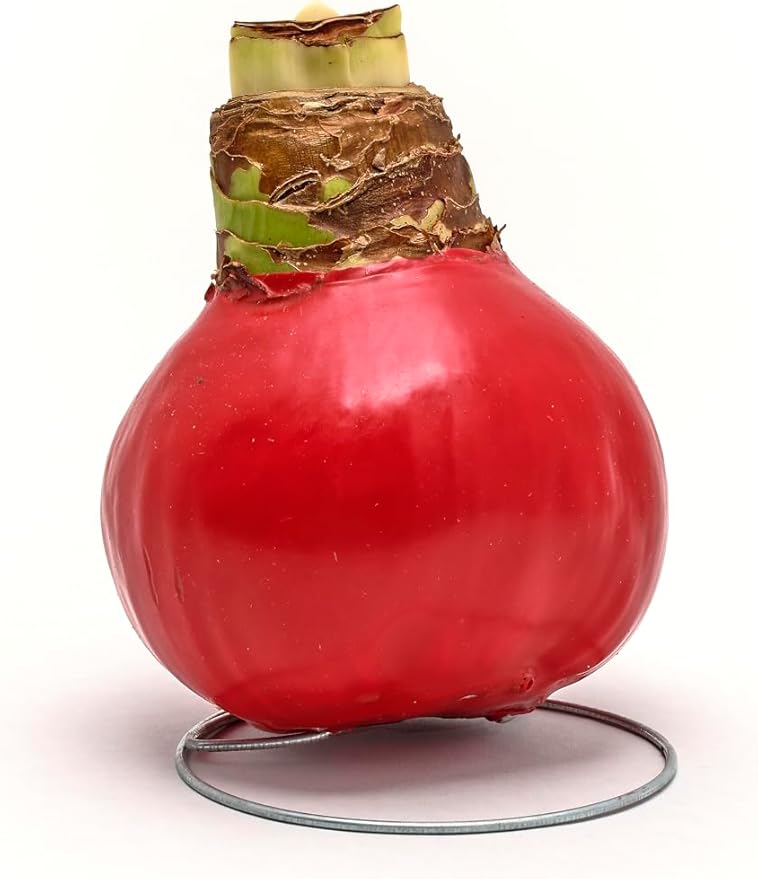 Bonnie Plants Red Waxed Cherry Blossom Amaryllis Bulb, Live Plant, Single Bulb