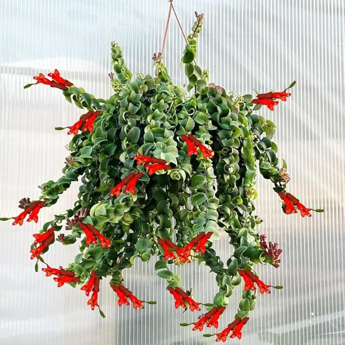 Curly Twister Lipstick Plans Live Houseplants in Pot, Aeschynanthus Red Flower Vine Décor Office, Desk Indoor Outdoor Growing