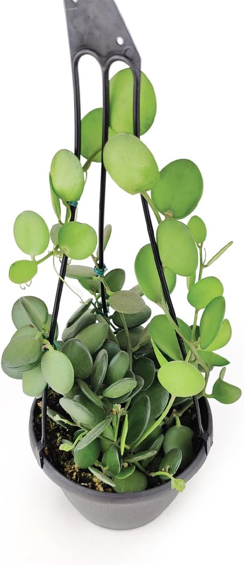 Rare Xerosicyos danguyi 'Silver Dollar Vine' (4" Minimalist Pot w. Saucer) - Penny Plant - Rare Succulent Plant Live - Trailing Indoor Houseplant - Unique Exotic Houseplant for Home Decor