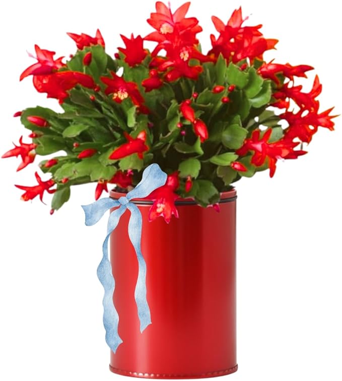 1 Thanksgiving Christmas Cactus Plants Live in 4" Pot, Houseplant Holiday Cactus, Vibrant Single Color Blooms Indoor Outdoor, Zygocactus Like, Winter Hardy (Red)