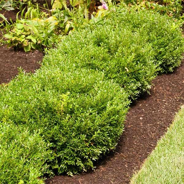 Brighter Blooms - Soft Touch Holly Shrub, 1 Gallon - No Shipping to AK, AZ, HI, OR