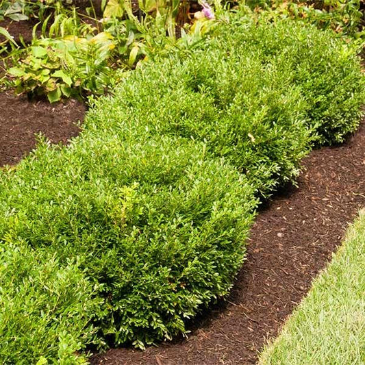 Brighter Blooms - Soft Touch Holly Shrub, 1 Gallon - No Shipping to AK, AZ, HI, OR