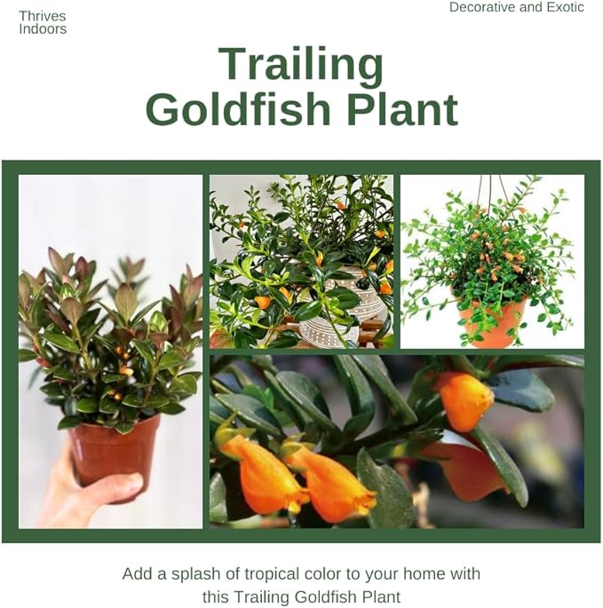 Trailing Goldfish Plant Live Potted 4 Inc, Tropical Goldfish Plant for Hanging Basket, Houseplant Indoor Live Plant