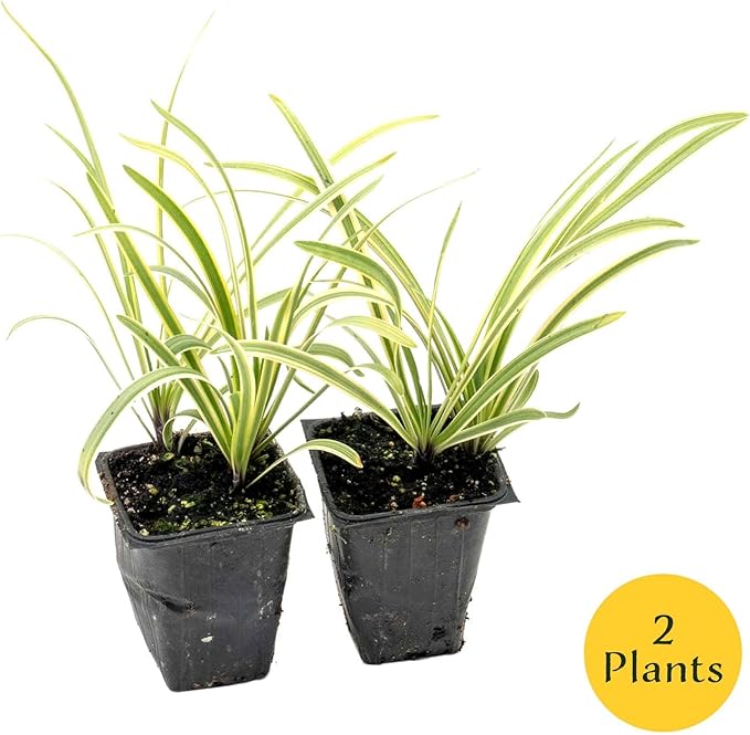 2 Pacific Grove Agapanthus in 3.5” Nursery Cubes (Agapanthus ‘Pacific Grove’) | Variegated Evergreen Perennial for Borders, Beds & Containers | Ready-to-Plant Live Starter Plants
