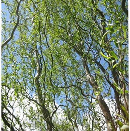 Golden Curls Corkscrew Weeping Willow - Live Plant - (2.5 QT)