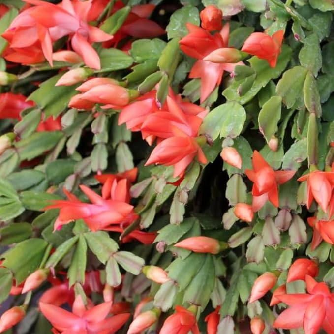 Salmon Christmas Cactus Plants Live, Size 3-6" Christmas Cactus Plant, Colorful Holiday Houseplant Flowering Succulent Live Plants for Planting, Well Rooted, No Pot