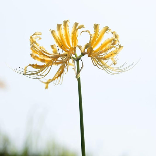 Easy to Grow Lycoris Yellow 'Spider Lily' Plant Bulb (1 Pack) - Yellow Flowering Blooms in Summer to Fall Gardens