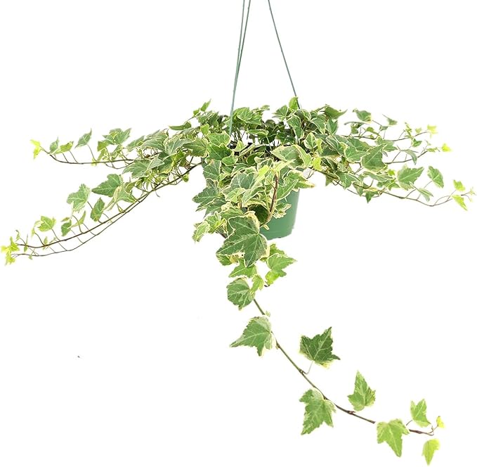 Glacier English Ivy (6" Terracotta Pot) - Trailing Indoor Houseplants - Eye-catching Ivy Plants - Live Healthy Trailing Houseplant for Home Office Decoration