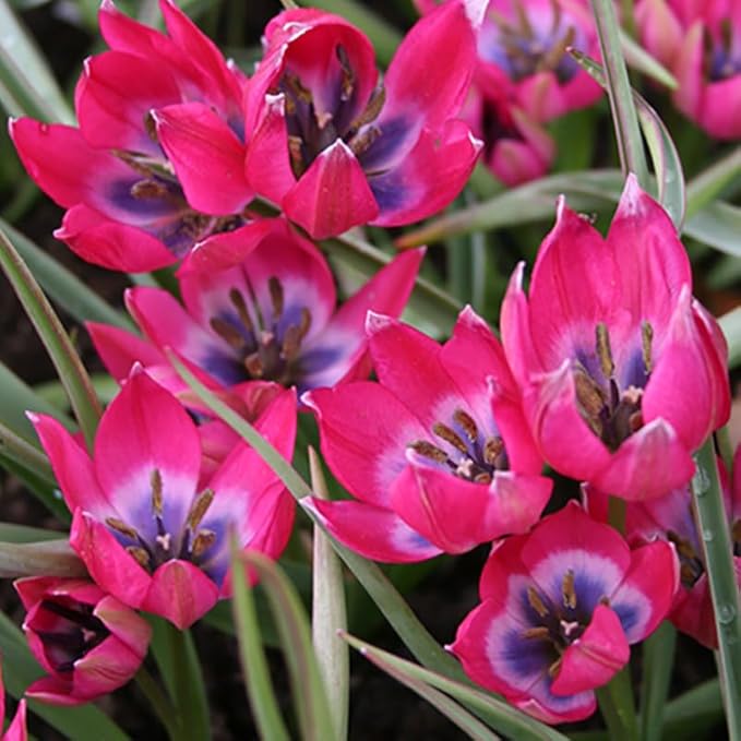Little Beauty Botanical Tulip Flower Bulb - 25 Bulbs per Pack - Deer Resistant - Naturalizing - Perennializing - Easy to Grow Live Plants - Outdoor Garden
