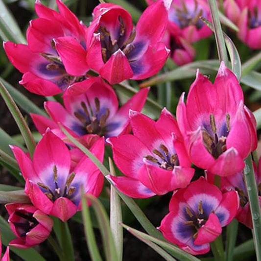 Little Beauty Botanical Tulip Flower Bulb - 25 Bulbs per Pack - Deer Resistant - Naturalizing - Perennializing - Easy to Grow Live Plants - Outdoor Garden