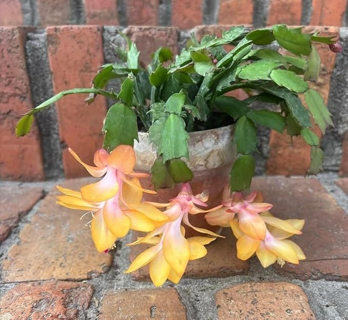 2 Yellow Christmas Cactus Plants Live, 4 to 7 Inch Tall Colorful Christmas Cactus, Holiday Flower Houseplant, Indoor Outdoors Easy Care Plants for Home Garden