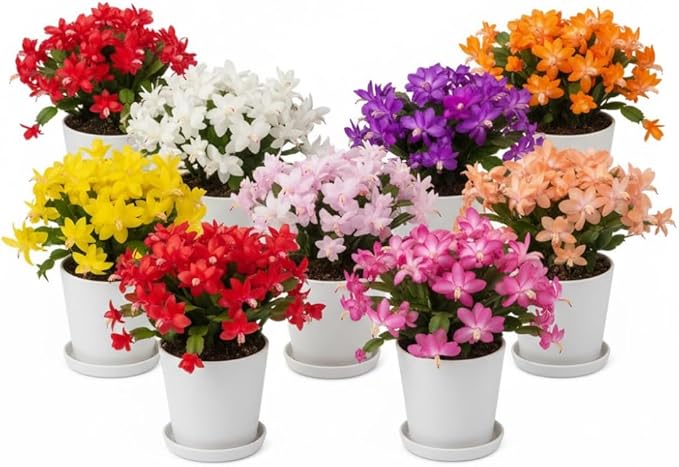 2 Mixed Christmas Cactus Plants, Thanksgiving Cactus 3-6 Inch Tall, Winter Succulents Flowers Container Hanging Basket Indoor Outdoor Planting