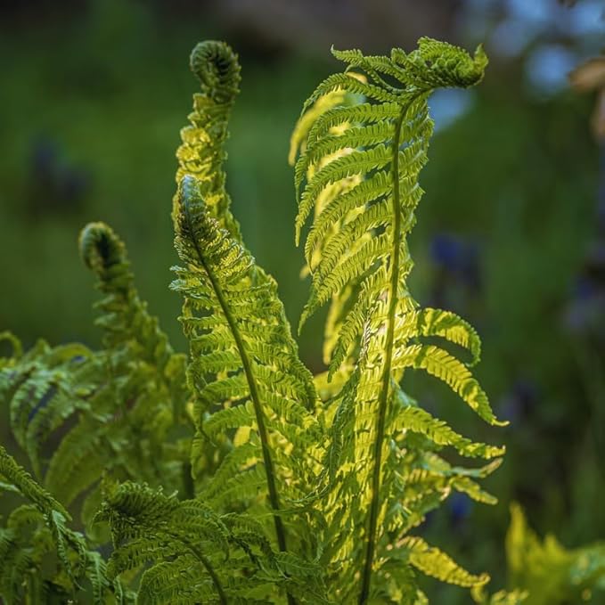 5 Ostrich Fern Roots, Perennial Fern Roots for Planting from 4 Inc