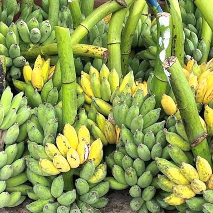 Namwah Banana Plant Live for Planting, Banana Trees Live Plants for Outdoor Indoor Planting, Cold Hardy, 4-7" in Tall, No Pot, Musa Plant
