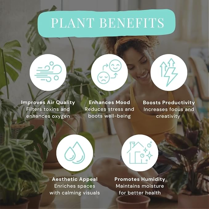 CoollectivePlants Monstera Swiss Cheese – Live Monstera Plant in 6″ Grower’s Pot, Monstera Adansonii Live Plant, Swiss Cheese Plant Indoor House Plants
