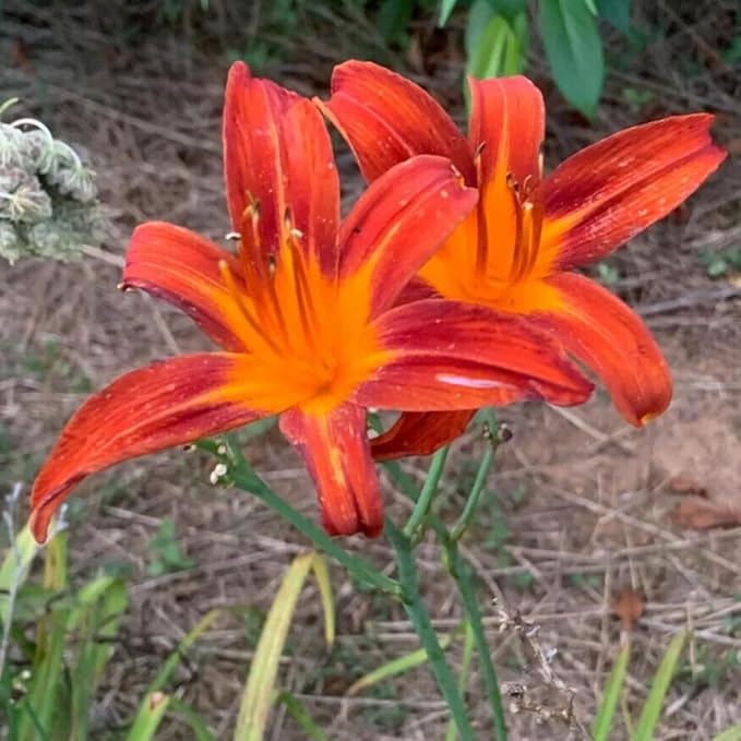 3 Orange Daylily Bulbs for Planting, Reblooming Daylilies Bulbs, Perennial Flowers Bulbs
