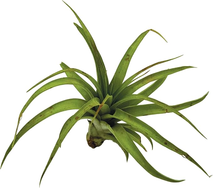 ragnaroc Air Plants - Tillandsia Brachycaulos Multiflora, Jumbo 5-7" - 3 ct - Live Arrival Guaranteed - House Plants for Home Decor & Gift
