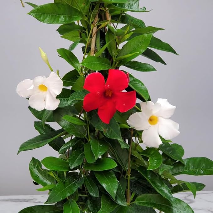 3 Mix Mandevilla Plants Live, 5-10” Tall Flowering Mandevilla Vines for Trellis, Outdoor Patio, Garden Pots, Trailing Mandevilla Seedlings
