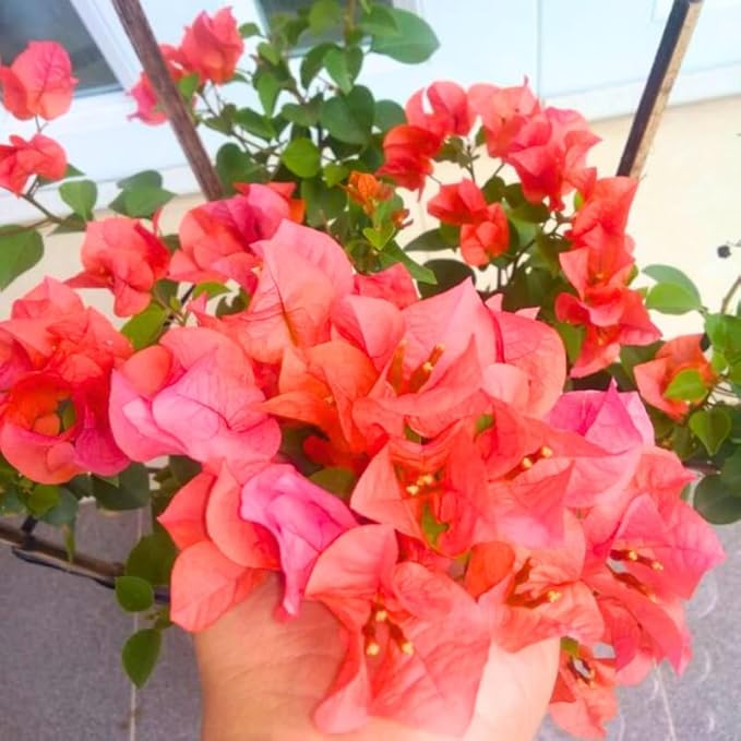 2 Bougainvillea Plants Live, Trailing Flowering Vines, 5-9” Tall, Well-Rooted Bougainvillea Trees for Outdoor Garden or Patio (Glow Bougainvillea)