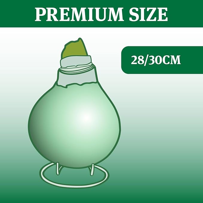 Pristine Forest Intokazi Waxed Amaryllis Flower Bulb with Stand, No Water Needed