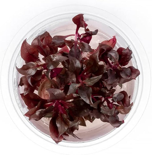 SubstrateSource Live Plant - Alternanthera Reineckii Bronze Tissue Culture Aquatic Live Aquarium Plant - 100% Snail Free in Vitro Cup (AR Bronze)