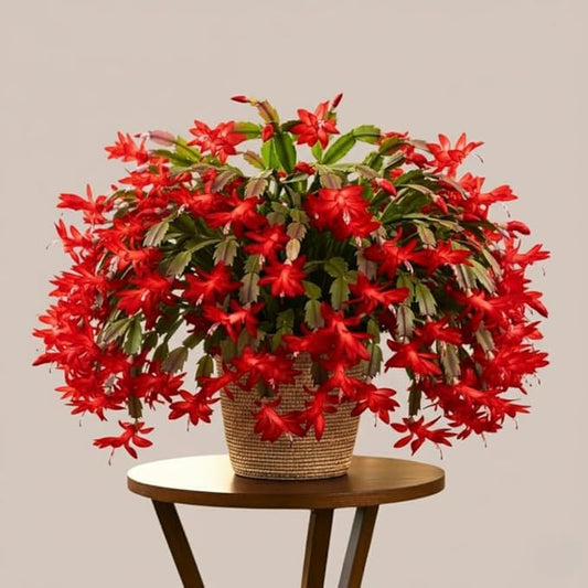 2 Christmas Cactus Plants Live, Starter Holiday Thanksgiving Cactus Plant for Indoor Outdoor Houseplants, Fasle Easter Cactus Plants Like, Cold Hardy, 5-9" in Tall, No Pot (Red)