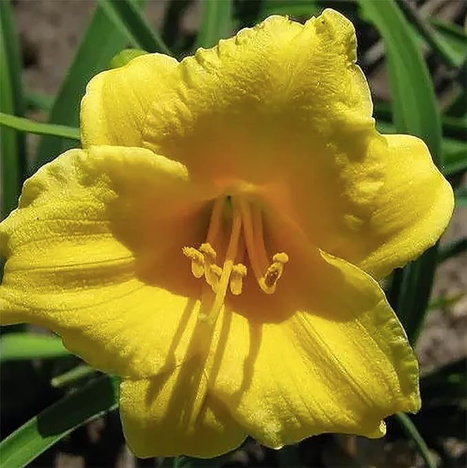 Stella De Oro Daylily - Favorite Yellow Re-Blooming Daylily, Bare Root, Low Maintenance, Continuous Blooms, Ideal for Garden Borders & Landscapes, Thrives in Full Sun or Partial Shade
