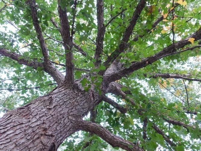 Overcup Oak Tree | 20 Live Seedlings | Quercus Lyrata | Ideal for Landscaping & Shade | Long-Lasting & Resilient Plant