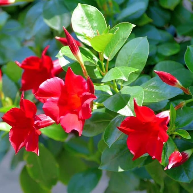 3 Red Mandevilla Plants Live, 5-10” Tall Flowering Mandevilla Vines for Trellis, Outdoor Patio, Garden Pots, Trailing Mandevilla Seedlings