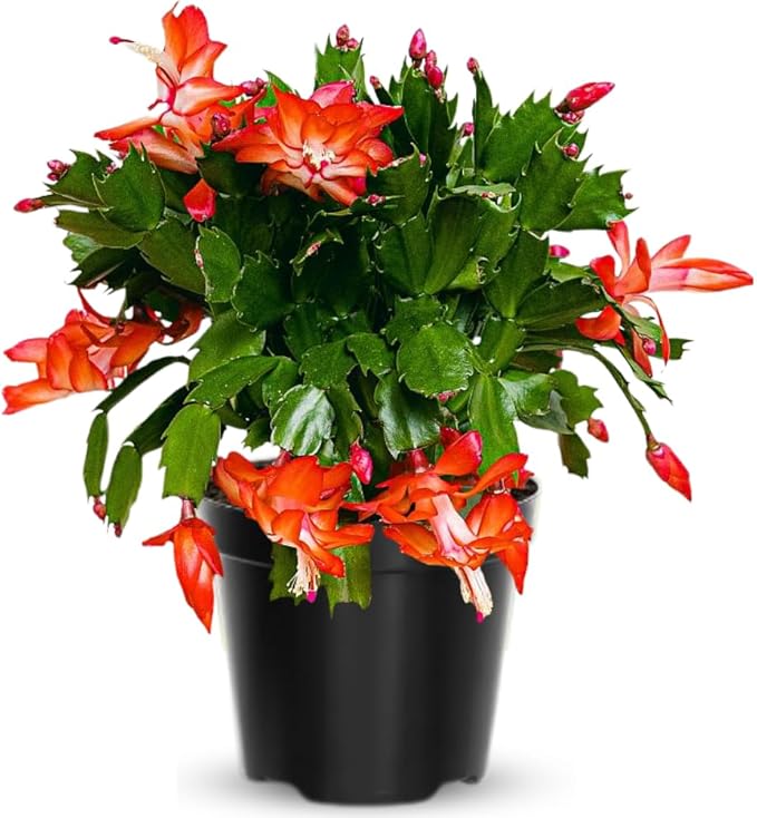 Christmas Cactus Plant Live, Holiday Cactus Live Plant, Hanging Baskets Houseplants, 4 Inc Potted (Orange)