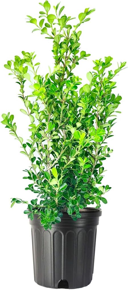 Japanese Boxwood | 2 Large Gallon Size Plants | Buxus Microphylla | Evergreen Shrub, Low Maintenance, Ideal for Hedges, Dense Foliage, Perfect for Borders, Hardy Versatile Landscaping