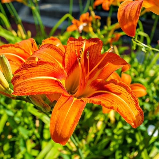 3 Wild Daylily Bulbs for Planting, Reblooming Daylilies Bulbs, Perennial Flowers Bulbs