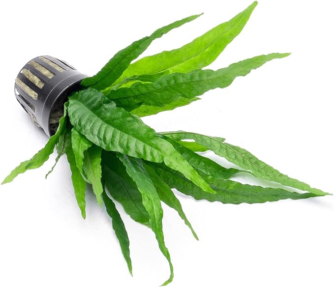 SubstrateSource Java Fern Live Aquarium Plants - Potted Freshwater Plant for Fish Tanks - Beginner Friendly, Low Light (Java Fern, 3 Pots)
