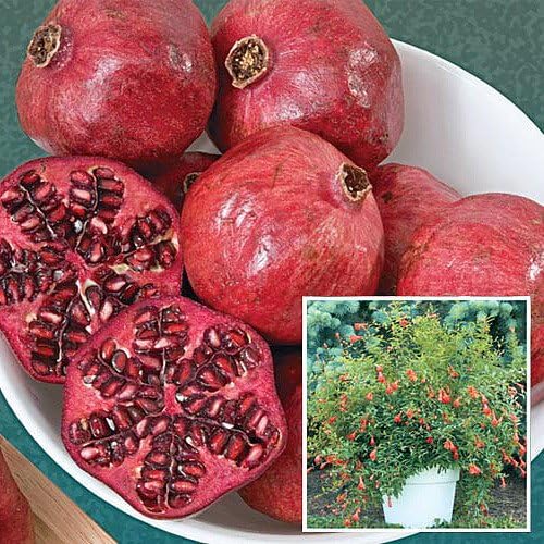 Dwarf Pomegranate Plant- Punica - Bonsai/Houseplant/Outdoors - Edible - 2.5" Pot