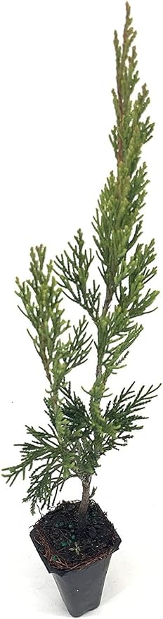 Spartan Juniper | 10 Live Trees | Juniperus Chinensis | Evergreen Privacy Screening Plant