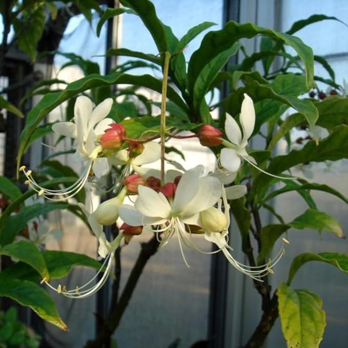 1 Clerodendrum Wallichii Plant Smithianum - Light Bulb White Chain of Glory Clerodendrum Live Plant - 4-9 Inc Tall - Great for Beautifying Indoor and Outdoor Spaces