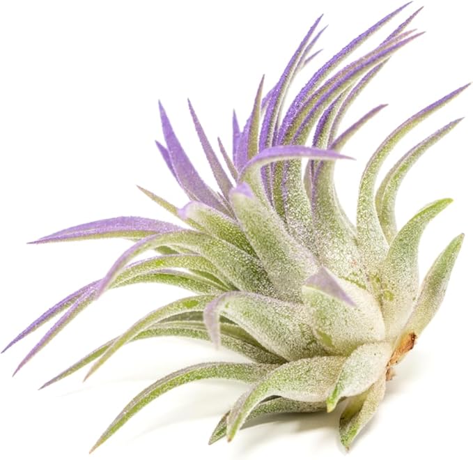 Purple Colorful Tillandsia Air Plants - Long Lasting Color Enhanced Live Tillandsia Succulent House Plants - Home and Garden Decor - Easy Care Indoor and Outdoor (Ionantha Rubra, Single)