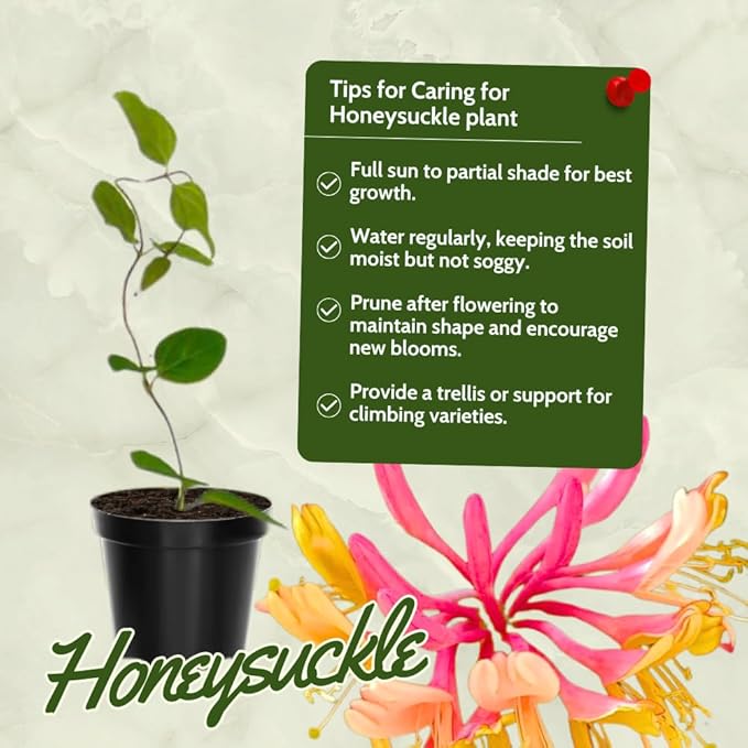Honeysuckle Plant Live for Planting, Lonicera Honeysuckle Vine, Very Hardy, in 2.5 Inc Pot, Fragrant Pink Yellow Bloom