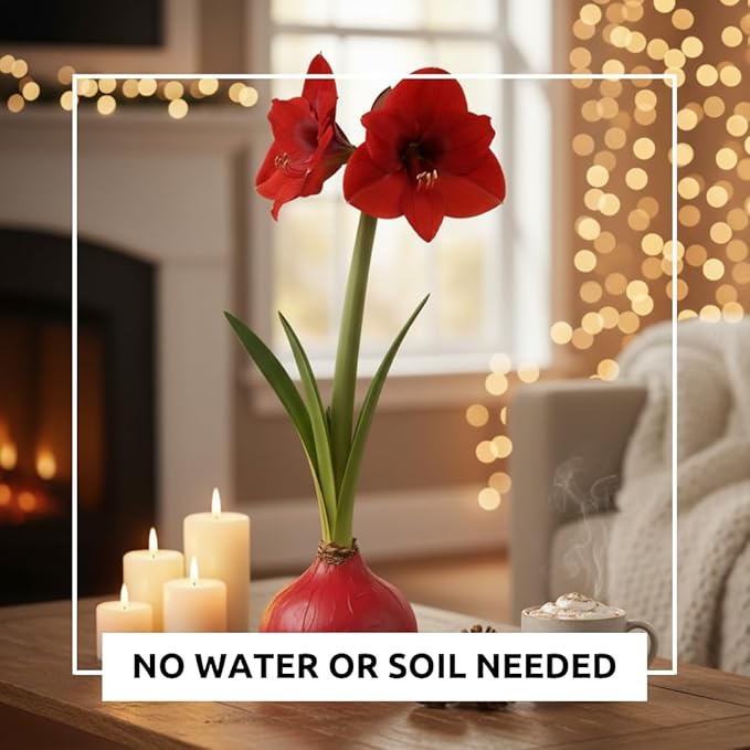 Three Red Waxed Amaryllis Bulbs – Christmas Office Gift Exchange Idea - Favorite Things Party - No Watering or Soil Needed - Live Holiday Gift Plant - Festive, Easy Care (3 Bulbs)