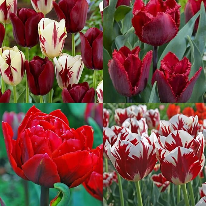 20 Tulip Bulbs for Fall Planting, Top Size Tulips Bulbs Perennial Flowers, Vibrant Spring Blooms, Easy Fall Planting (Red Tulip Collection)