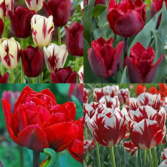 20 Tulip Bulbs for Fall Planting, Top Size Tulips Bulbs Perennial Flowers, Vibrant Spring Blooms, Easy Fall Planting (Red Tulip Collection)