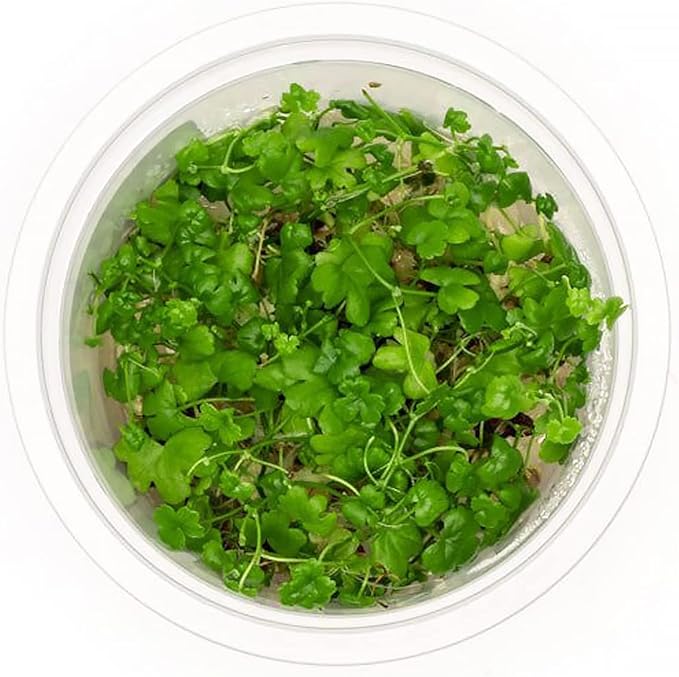 SubstrateSource Live Plant - Hydrocotyle Tripartita 'Japan' Tissue Culture Aquatic Live Aquarium Plant - 100% Snail Free in Vitro Cup (Hydrocotyle Japan)