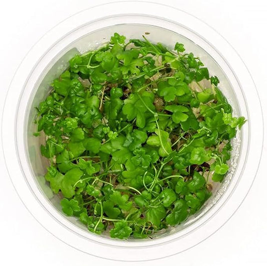 SubstrateSource Live Plant - Hydrocotyle Tripartita 'Japan' Tissue Culture Aquatic Live Aquarium Plant - 100% Snail Free in Vitro Cup (Hydrocotyle Japan)