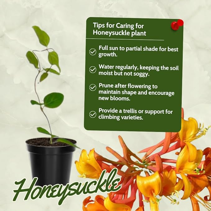 Honeysuckle Plant Live for Planting, Lonicera Honeysuckle Vine, Very Hardy, in 2.5 Inc Pot, Fragrant Red Orange Bloom