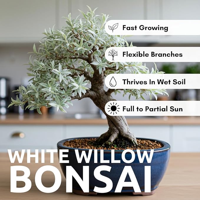Live Dwarf White Willow Bonsai Tree - Fast Growing, Indoor/Outdoor Bonsai Material