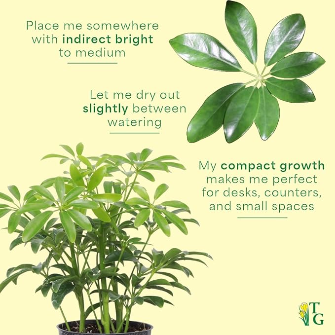 Thorsen's Greenhouse Live Arboricola Umbrella Tree Plant, Schefflera Arboricola, Natural Air Purifier, Easy to Grow, Live Indoor Houseplant, 4-inch Diameter (Gold)