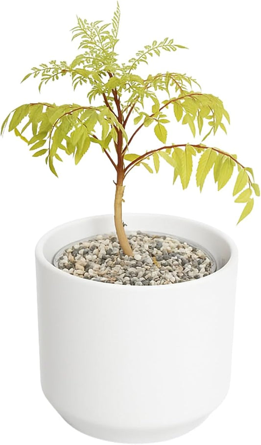 My Shelfie Bonsai Tree Blue Jacaranda Starter Kit, 3 Inch Pot, White Ceramic Planter with Sand Topper