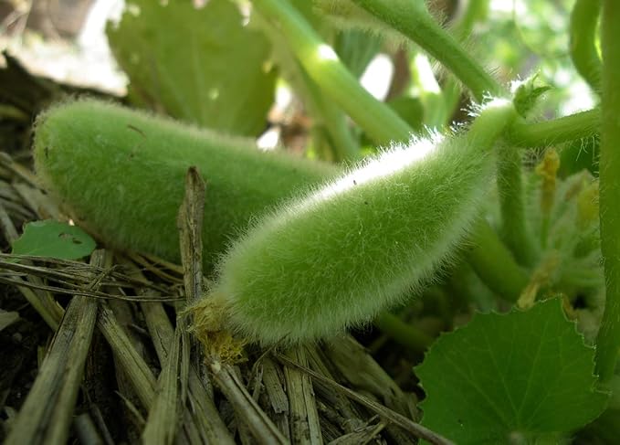 Seeds Vegetable Cucamelon (Cross Cucumber and Melon) Vine - 20 Seeds